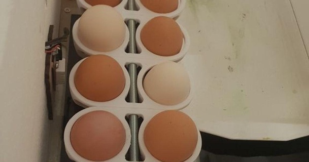 huevo tornero incubadora demasiados secretos 3D modelos aprendizaje química biología pollo thingiverse 3d print model - Mito3D