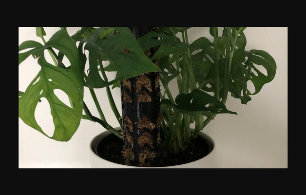 yosun kutup tırmanmak yardım modüler by alexander br ckel indir bedava stl model basılabilirler com 3d modeller ev halkı dış mekan bahçe kamış bahçıvanlık bitkiler 3d print model - Mito3D