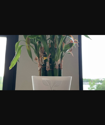 mauer montieren pflanze topf by ravi72munde download frei stl modell druckbares 3d modelle haushalt zuhause haus dekor wandhalterung 3d print model - Mito3D
