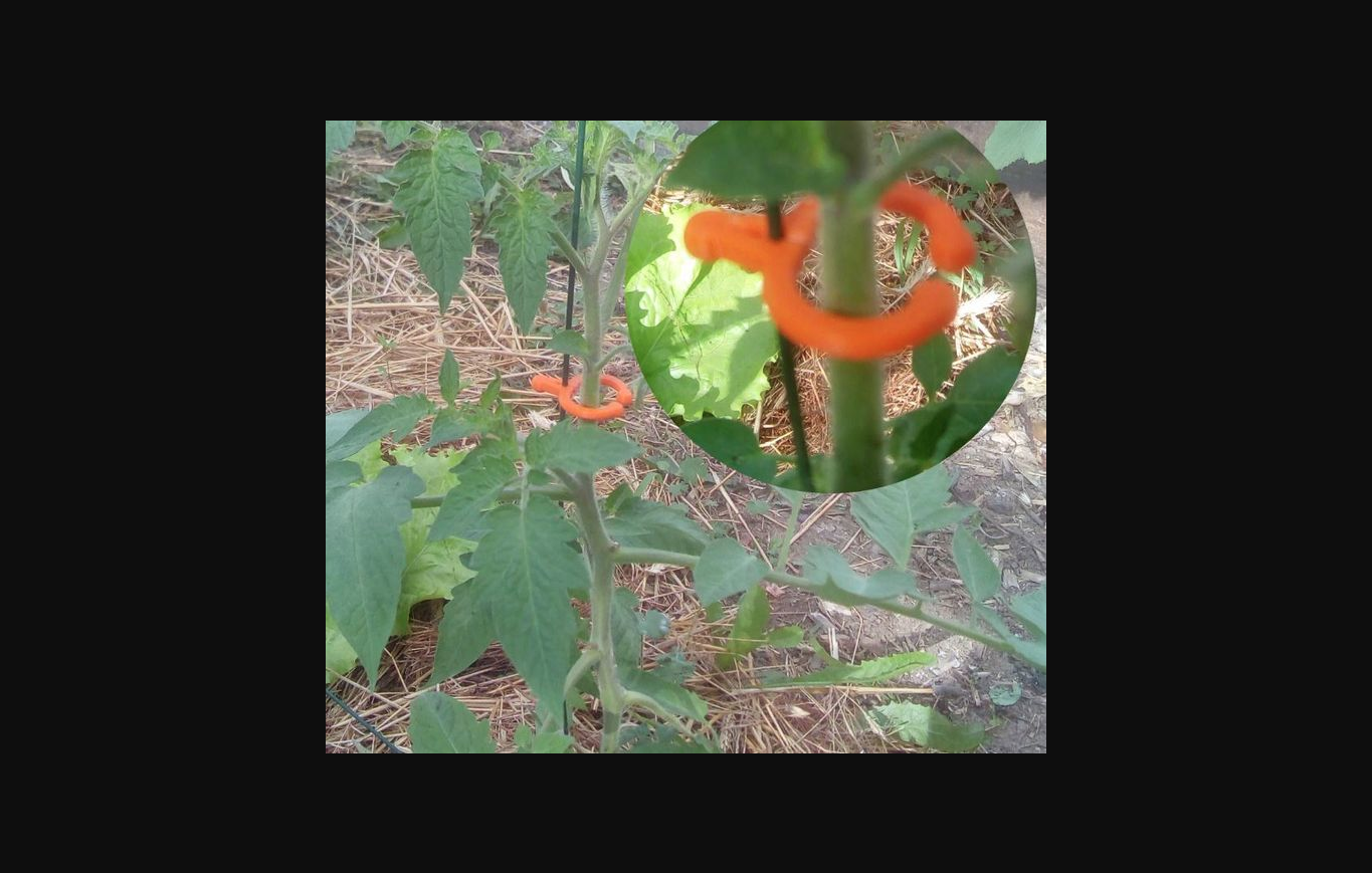 tomate acortar on cable or conducción plantas by id2pat descargar gratis stl modelo imprimibles com 3d modelos casa aire libre jardín planta maceta guía rail 3D print model - Mito3D