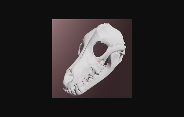 grey wolf skull mask by dragonartist15 download free stl model printablescom 3d models costumes & accessories cosplay in general costume helmet 3d print model - Mito3D