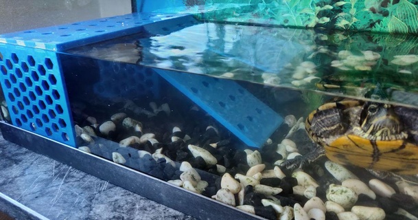 tartaruga doca celta baixar livre stl modelo printablescom 3d modelos casa animais estimação aquário 3d print model - Mito3D