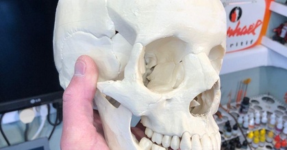 human skull anatomically correct peter belgium download free stl model printablescom 3d models art & design sculptures 3d print model - Mito3D