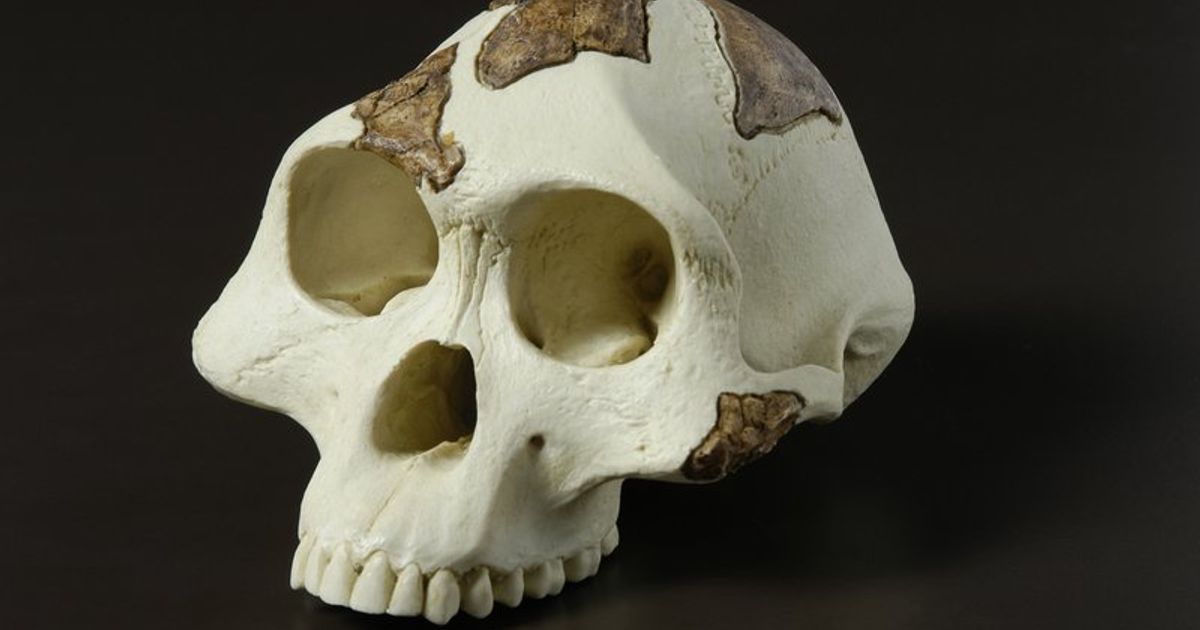 australopithecus kafatası Denver conger indir Bedava stl model printablescom 3d modeller Sanat tasarım heykeller Antik hayvan 3D print model - Mito3D