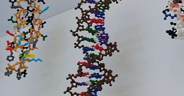 ADN bâtiment trousse ppaukstelis Télécharger libre stl modèle imprimablescom 3d modèles apprentissage chimie biologie 3d print model - Mito3D