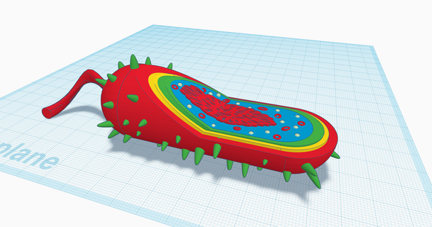 procariotas célula modelo amiglows descargar gratis stl imprimiblescom 3d modelos aprendizaje química biología bacterias células 3d print model - Mito3D