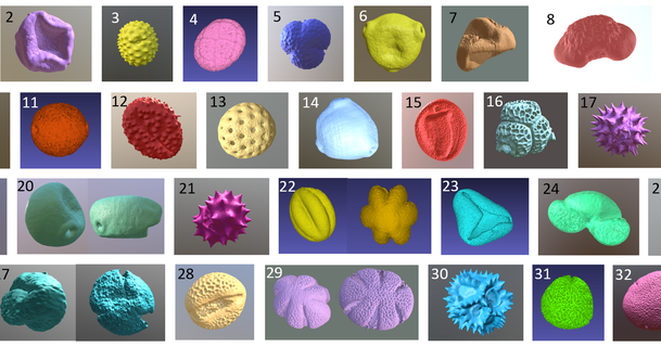 pollen grain spécimens amiglows Télécharger libre stl modèle imprimablescom 3d modèles apprentissage chimie biologie 3d print model - Mito3D