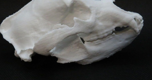 negro oso cráneo buhler descargar gratis stl modelo imprimiblescom 3d modelos Arte diseño esculturas 3d print model - Mito3D