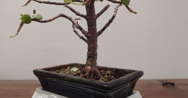 bonsaï pot soucoupe hashirama senju dépons Télécharger libre stl modèle imprimablescom 3d modèles Ménage Extérieur jardin bonsaïplante bonsaipot bonsai 3d print model - Mito3D