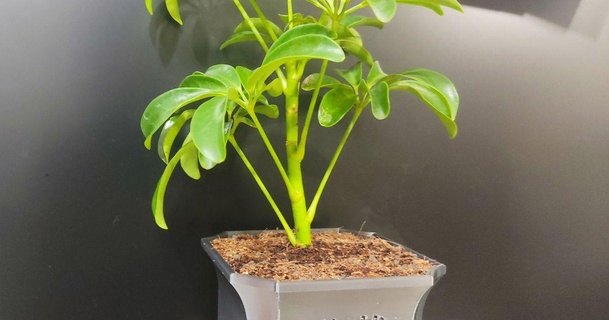 bonsai Panela Jon dl baixar livre stl modelo printablescom 3d modelos casa ar jardim bonsaipot vaso flores jardinagem 3d print model - Mito3D