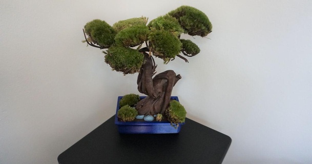 musgo bonsai flor Panela weiler baixar livre stl modelo printablescom 3d modelos arte Projeto esculturas vaso flores 3d print model - Mito3D