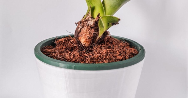 pooot creaserra download free stl model printablescom 3d models household outdoor & garden gardenpond indoorplantpot plant planter 3d print model - Mito3D
