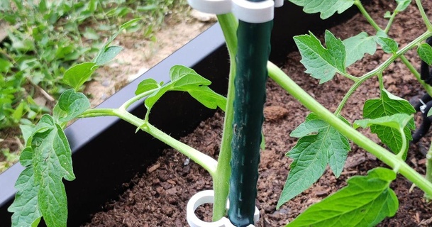 basit bitki klips indir Bedava stl model printablescom 3d modeller ev halkı dış mekan Bahçe domates 3d print model - Mito3D