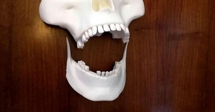 esqueletos viniendo Digimorf descargar gratis stl modelo imprimiblescom 3d modelos estacional diseños otoño Víspera Santos mandíbula esqueleto cráneo terror 3d print model - Mito3D
