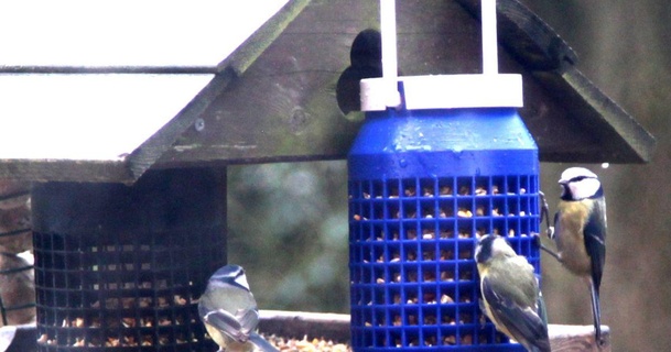 uccello alimentatore les kaye Scarica gratuito stl modello printablescom 3d Modelli domestico all'aperto giardino mangiatoia per uccelli 3d print model - Mito3D