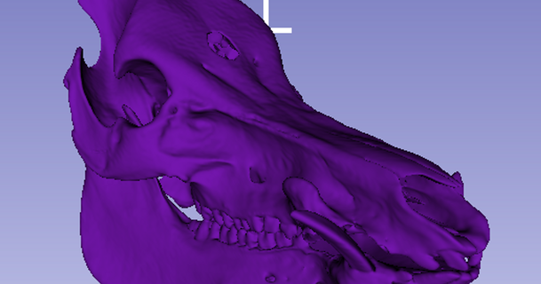 porc crâne Austin Quinn Télécharger libre stl modèle imprimablescom 3d modèles monde scans animaux anatomie segmentation 3d print model - Mito3D