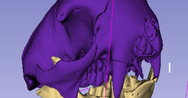 paresse crâne Austin Quinn Télécharger libre stl modèle imprimablescom 3d modèles monde scans animaux anatomie segmentation 3d print model - Mito3D