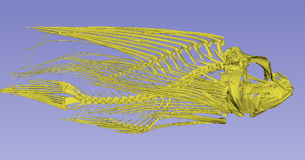 pesce leone scheletro austin quinn Scarica gratuito stl modello printablescom 3d Modelli mondo scansioni animali anatomia Leone segmentazione 3d print model - Mito3D