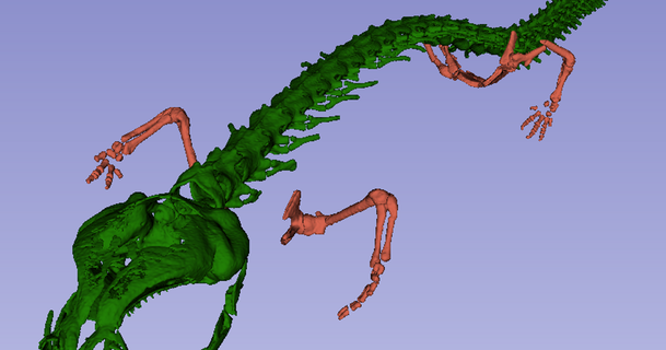 salamandre squelette Austin Quinn Télécharger libre stl modèle imprimablescom 3d modèles monde scans animaux anatomie corps segmentation 3d print model - Mito3D