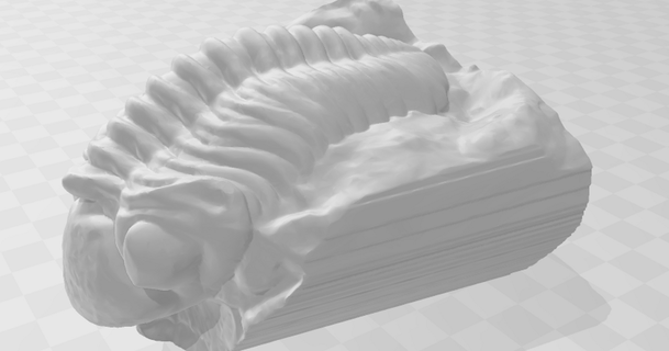 trilobite fossil austin quinn download free stl model printablescom 3d models world & scans animals anatomy segmentation 3d print model - Mito3D