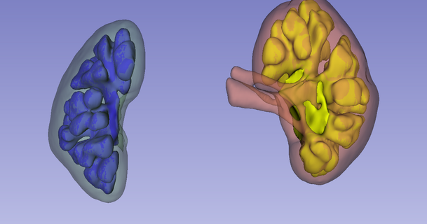 riñones Austin quinn descargar gratis stl modelo imprimiblescom 3d modelos mundo escaneos personas anatomía segmentación corteza renal cortezas 3d print model - Mito3D