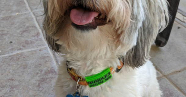 personalizable perro etiqueta tmwa11 descargar gratis stl modelo imprimiblescom 3d modelos casa mascotas collar perros placa identidad 3d print model - Mito3D