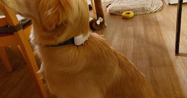 acortar tractivo GPS perros comido descargar gratis stl modelo imprimiblescom 3d modelos casa mascotas clips tracción tractivegps 3d print model - Mito3D