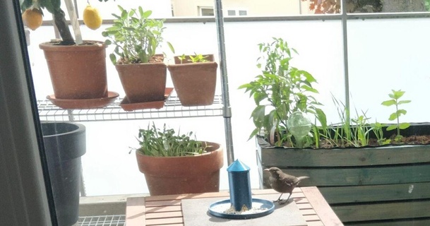 uccello alimentatore Scarica gratuito stl modello printablescom 3d Modelli domestico all'aperto giardino mangiatoia per uccelli 3d print model - Mito3D