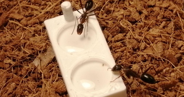 hormiga alimentación plato estético hormigas descargar gratis stl modelo imprimiblescom 3d modelos mundo escaneos animales granja nido 3d print model - Mito3D