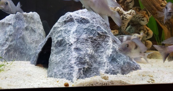 acquario decorazione strutturato roccia grotta grande Tented psicotico scimpanzé Scarica gratuito stl modello printablescom 3d Modelli domestico animali domestici acquari ciclidi pesce 3d print model - Mito3D