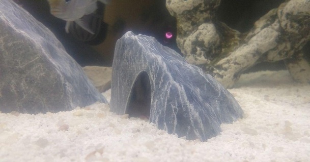 Aquarium Dekoration strukturiert Felsen Höhle eckig psychotisch Schimpanse download frei stl Modell Printablescom 3d Modelle Haushalt Haustiere Aquarien Buntbarsch 3d print model - Mito3D