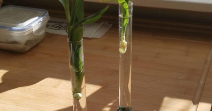 folha trevo teste tubo suporte diâmetro 14 5mm eponra baixar livre stl modelo printablescom 3d modelos casa decoração plantar plantas vaso planta ensaio tubos 3d print model - Mito3D