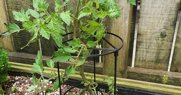 tomato plant support jack download free stl model printablescom 3d models household outdoor & garden gardening stake 3d print model - Mito3D