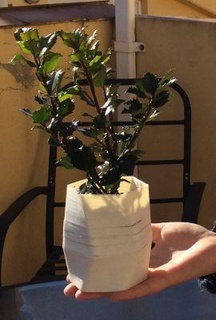 verhexen Vase redpah 3d print model - Mito3D