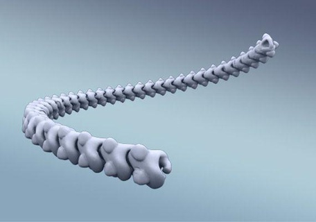 colonna vertebrale catena rossa 3d print model - Mito3D
