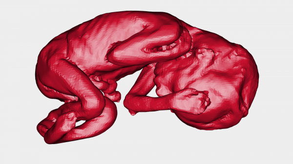 16 settimana feto riproduzione prezioso Stu rossa 3D print model - Mito3D
