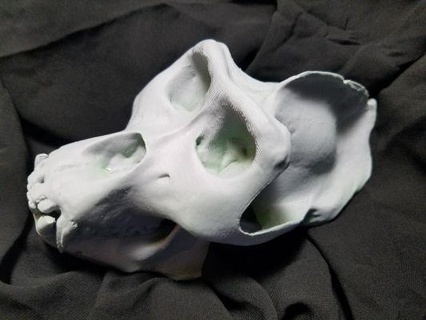 alto risoluzione orangutan cranio scansione mascella rossa 3d print model - Mito3D