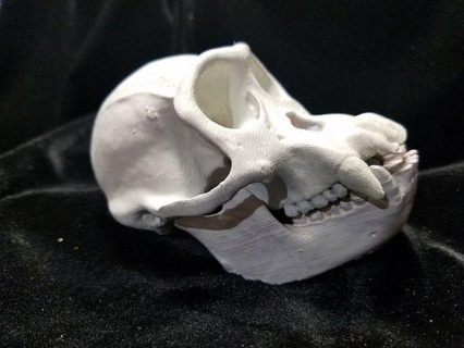 alto risoluzione scimpanzé cranio scansione mascella rossa 3d print model - Mito3D