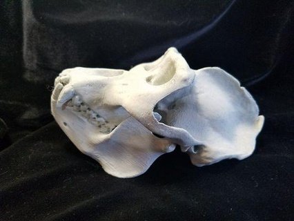 high resolution gorilla skull scan jaw redpah 3d print model - Mito3D