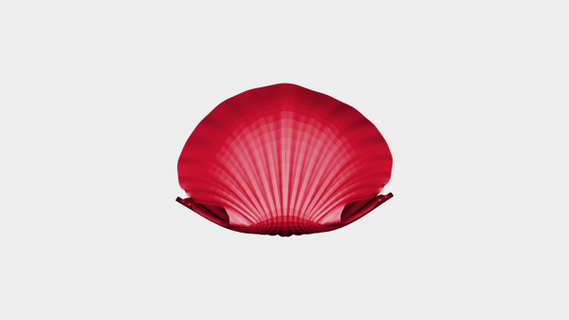 sea shell pearl redpah 3d print model - Mito3D