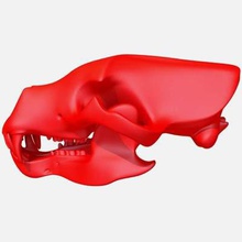 bear skull print ready 3d model skullchecked repaired professional printing softwaremodel manifold watertight without any gaps between faces edges error free preview images done 3ds max using v-ray renderalso watch our other formats 3d print model - Mito3D