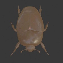 escarabajo impresión Listo 3d modelo 3d print model - Mito3D