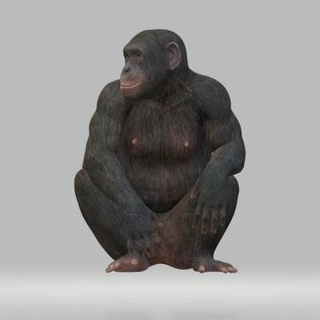 chimpanzee - 3d print model dawnhurt 3d print model - Mito3D