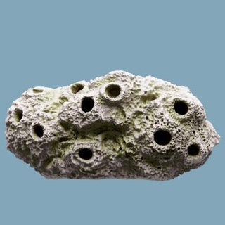 coral recife rajarshi 3d print model - Mito3D