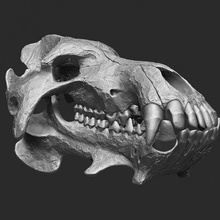 daeodon shoshonensis cráneo impresión Listo 3d modelo rbonnacoelho 3d print model - Mito3D
