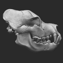 dinocrocuta gigantea skull - print ready 3d model rbonnacoelho 3d print model - Mito3D