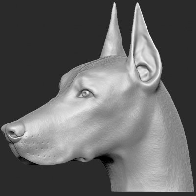 dobermann cabeza impresión Listo 3d modelo Realidad impresa 3D print model - Mito3D