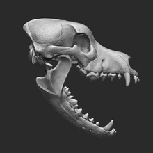 dog skull - print ready 3d model rbonnacoelho 3d print model - Mito3D