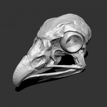 águila cráneo impresión Listo 3d modelo pancho 3d print model - Mito3D