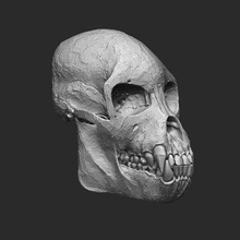 female proconsul africanus skull - print ready 3d model rbonnacoelho 3d print model - Mito3D